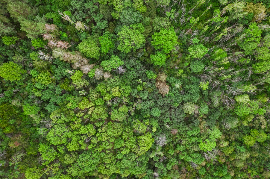 High-precision aerial canopy density and geo-tag mapping in Indore