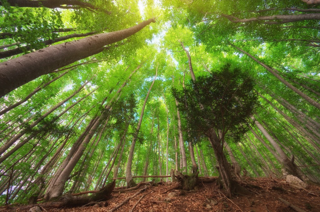 Towering native trees and green urban forest canopy reaching toward sunlight