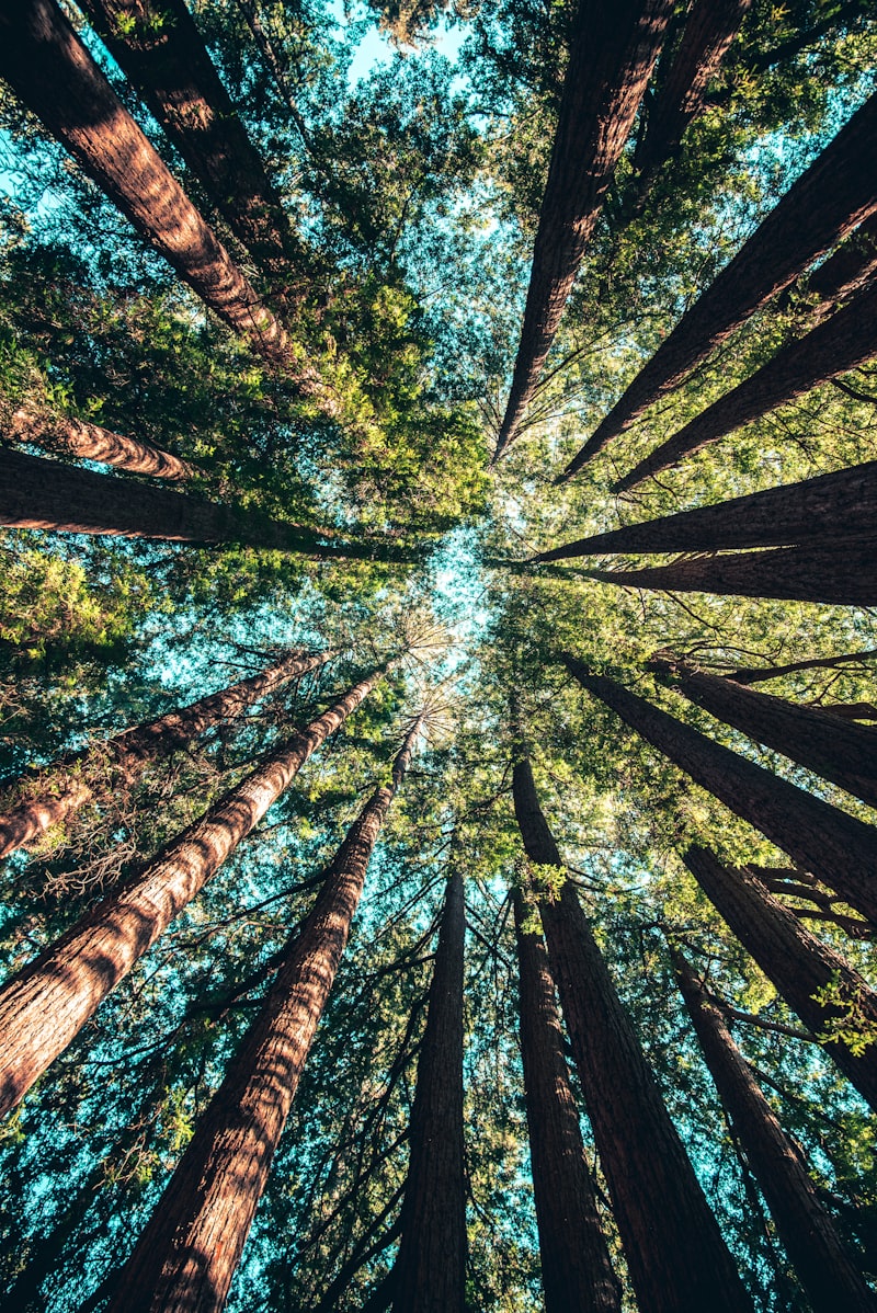 Sapling care and soil hydration