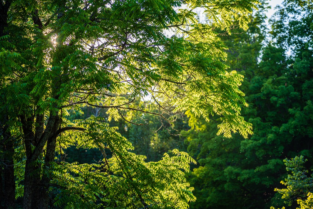Vibrant green foliage illuminated by morning sun
